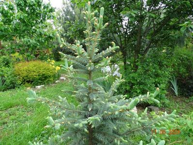picea pungens Kaibab