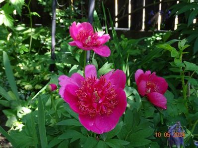 paeonia anemoniflora