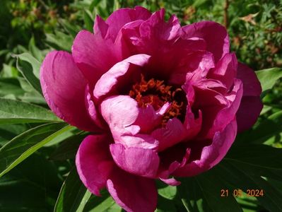 Pink Ardour
