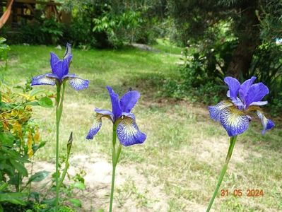 Pennywhistle (sibirica)